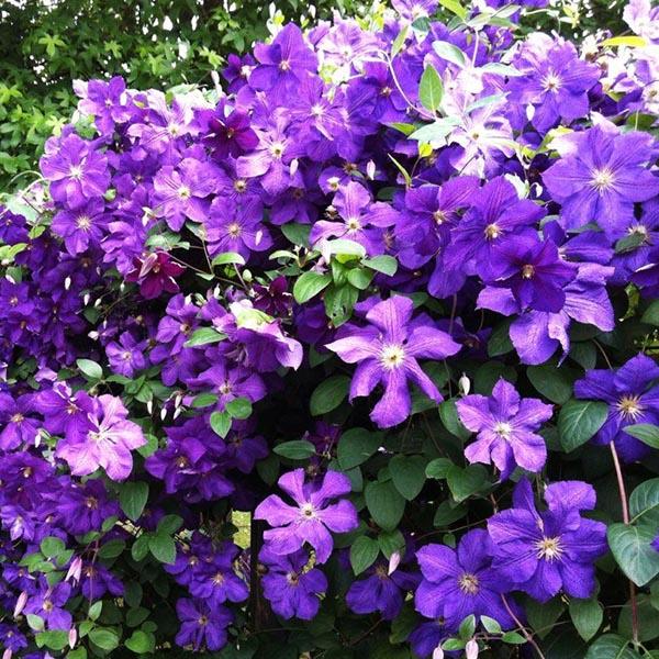 Уникальные черты сорта Клематис Виктория